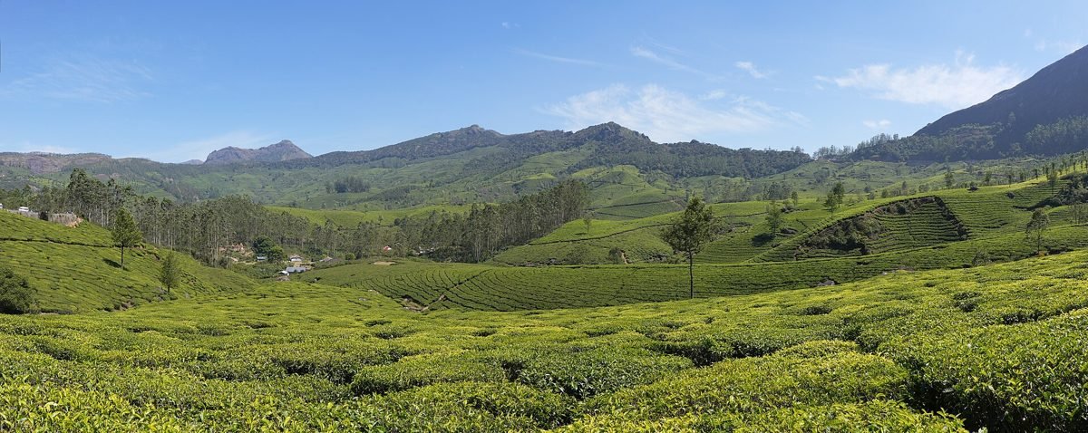Tea plantations rolling over the hills at Lockhart, Munnar, a stop on Kerala tour packages