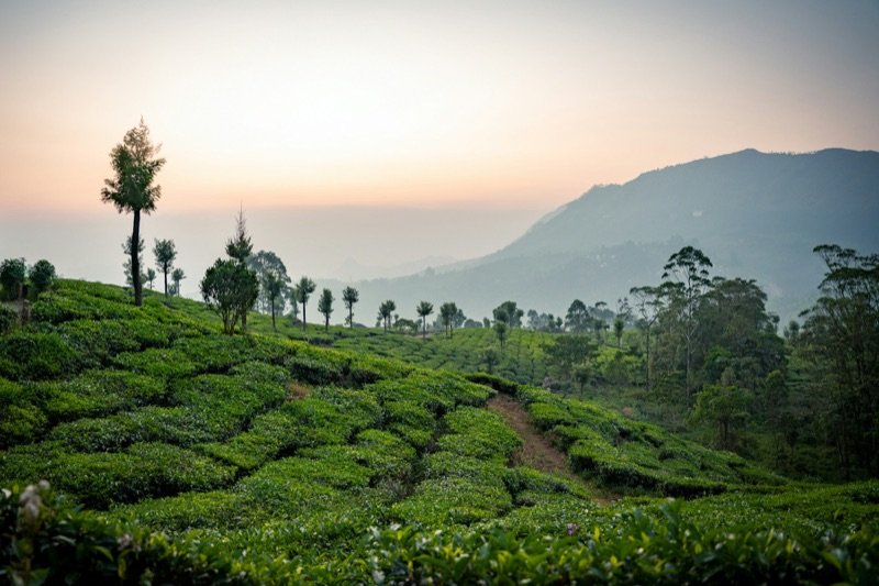6-Day Munnar, Thekkady & Alleppey Houseboat Tour