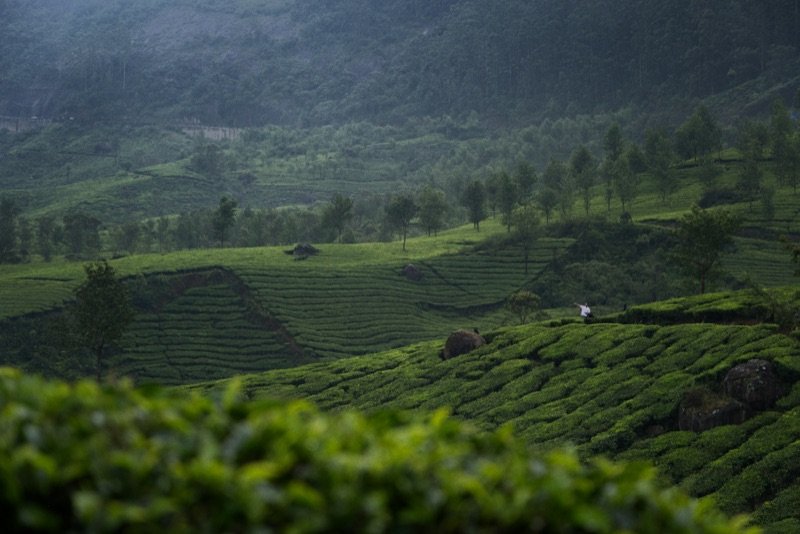 4-Day Private Munnar & Alleppey Houseboat Tour