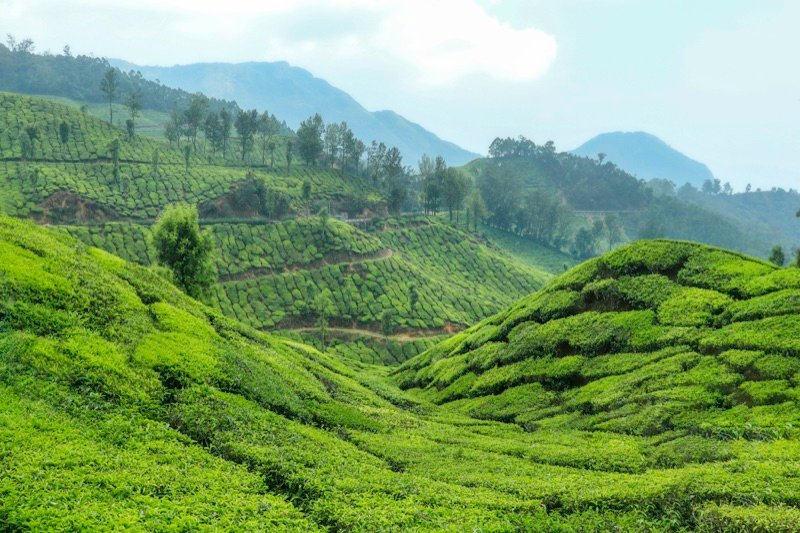 4-Day Alleppey & Munnar Tour Package